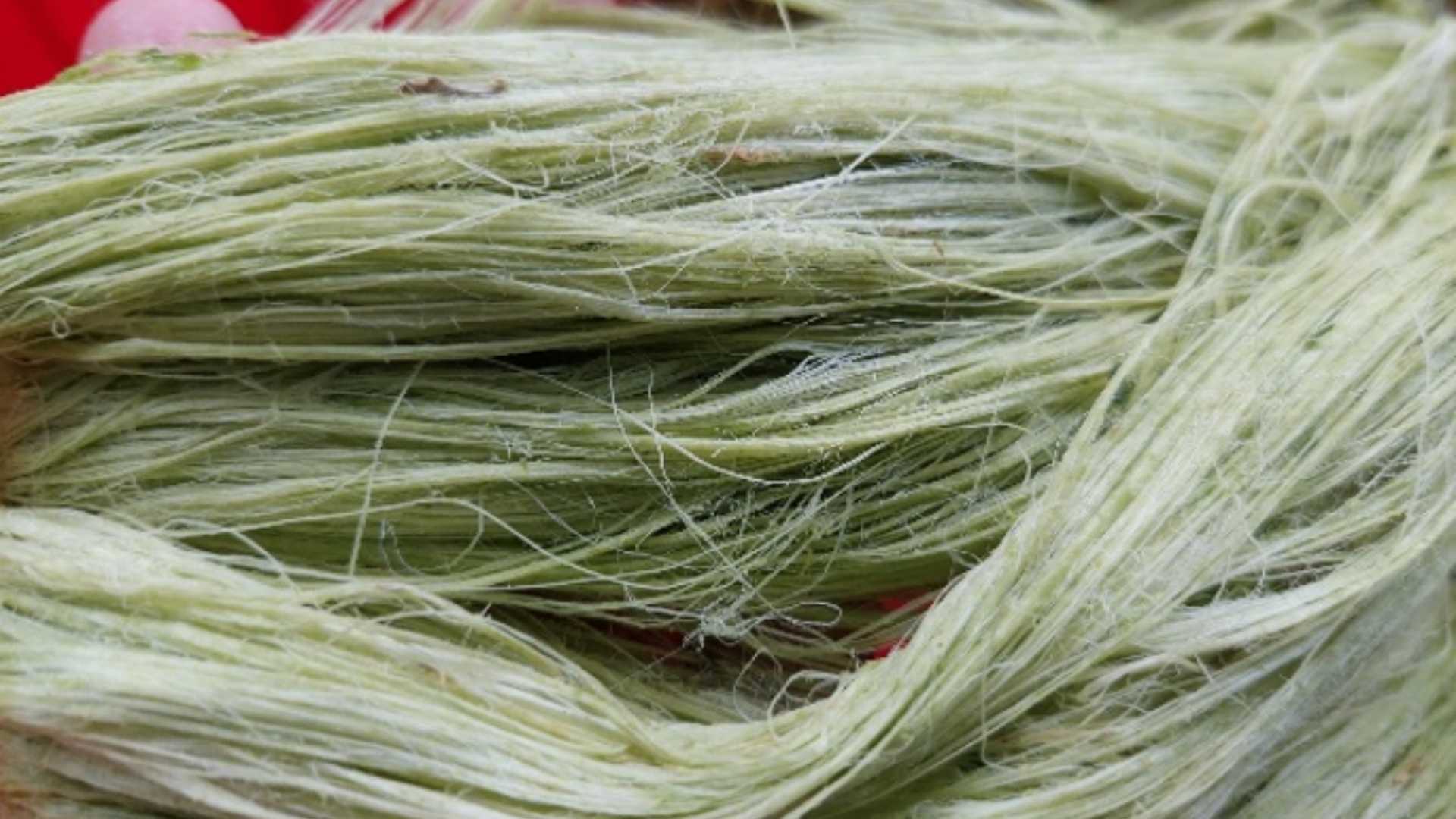 vietnam raw pineapple fiber